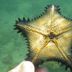 Autres